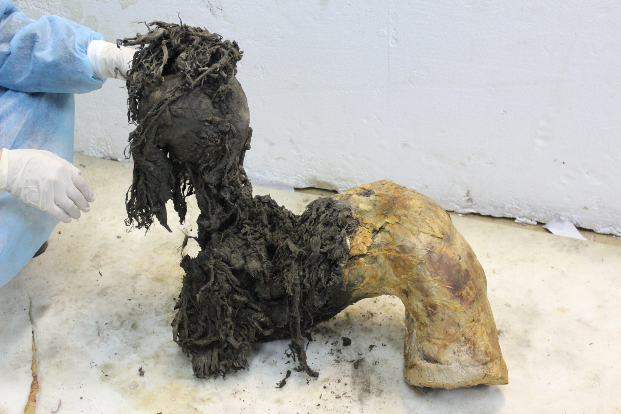 科学家们从一只长毛象身上回收了4万年前的RNA——揭示了它的最后时刻