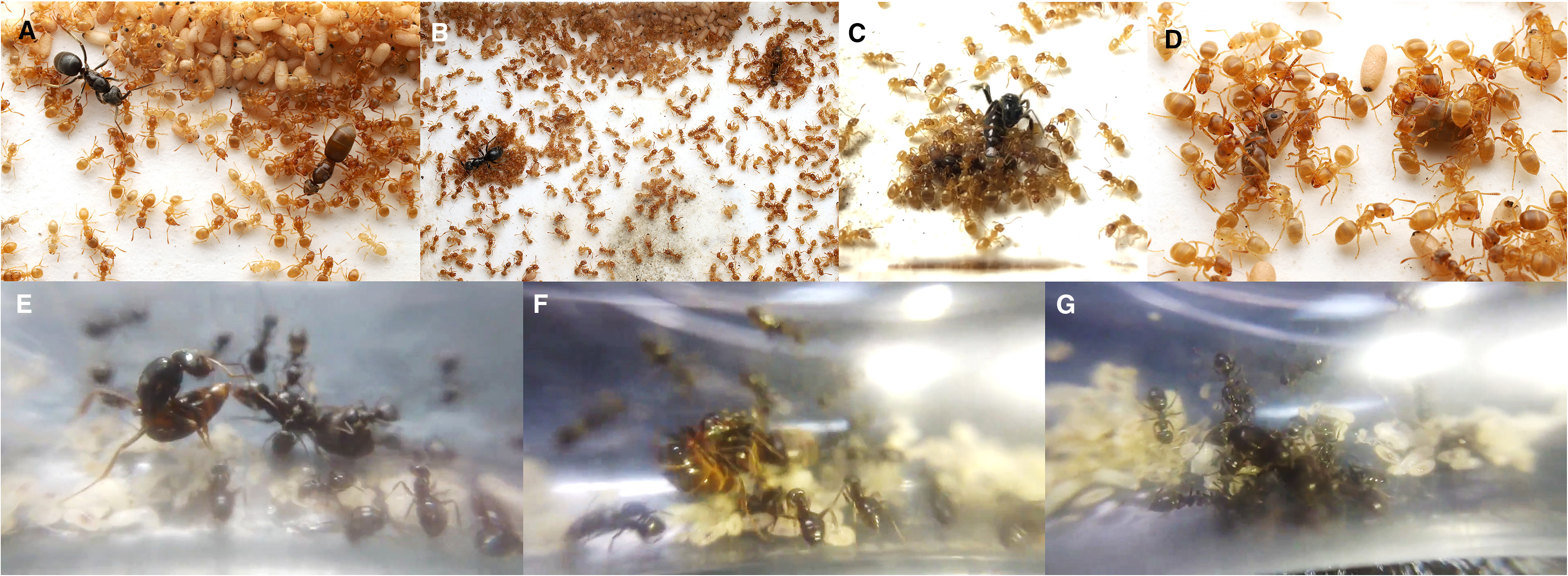 寄生蚁欺骗工蚁杀死蚁后,然后夺取王位