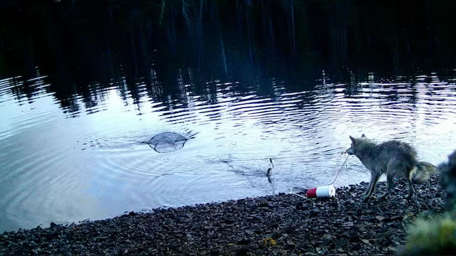 视频捕捉到野狼拉捕蟹笼寻找食物——但这是工具的使用吗?