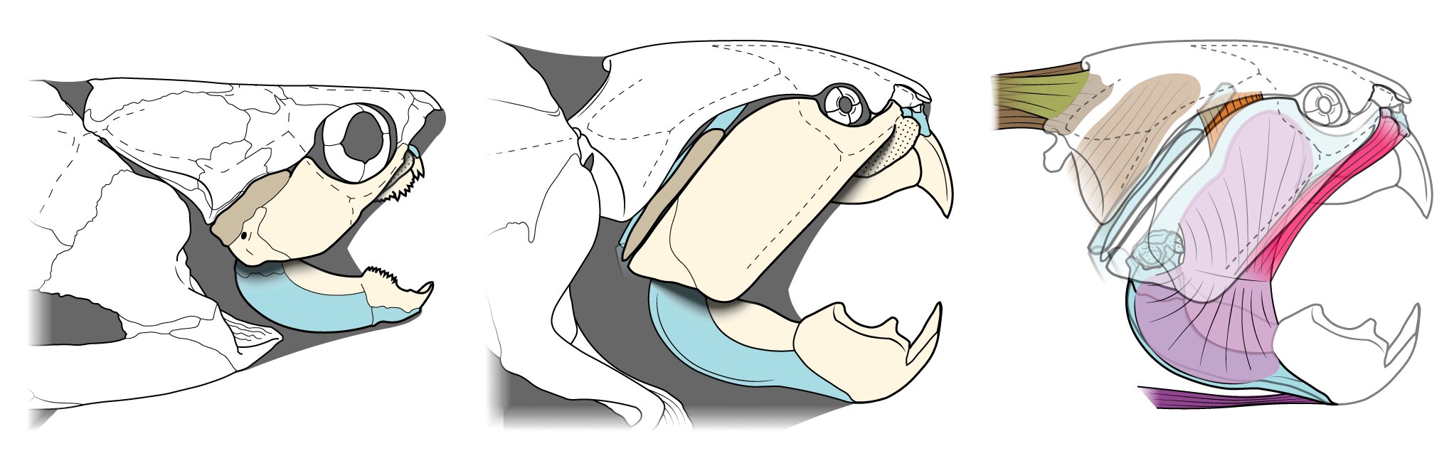 Dunkleosteusоʾʷǰʳߵľ