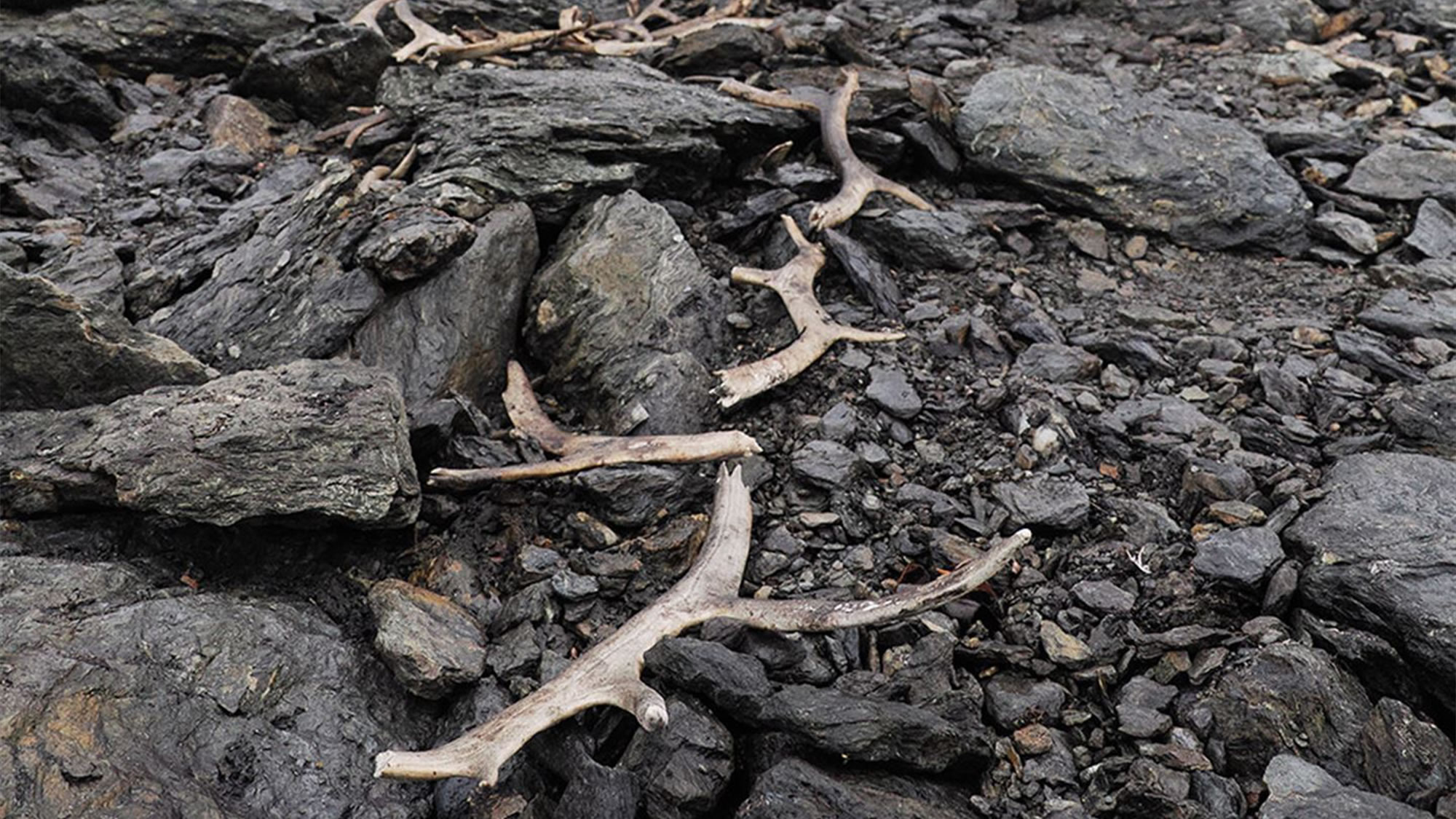 徒步者在挪威偶然发现了巨大的中世纪驯鹿陷阱