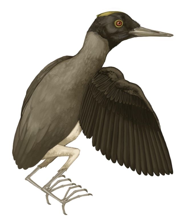 那只被石头噎死的化石鸟类,没人知道原因