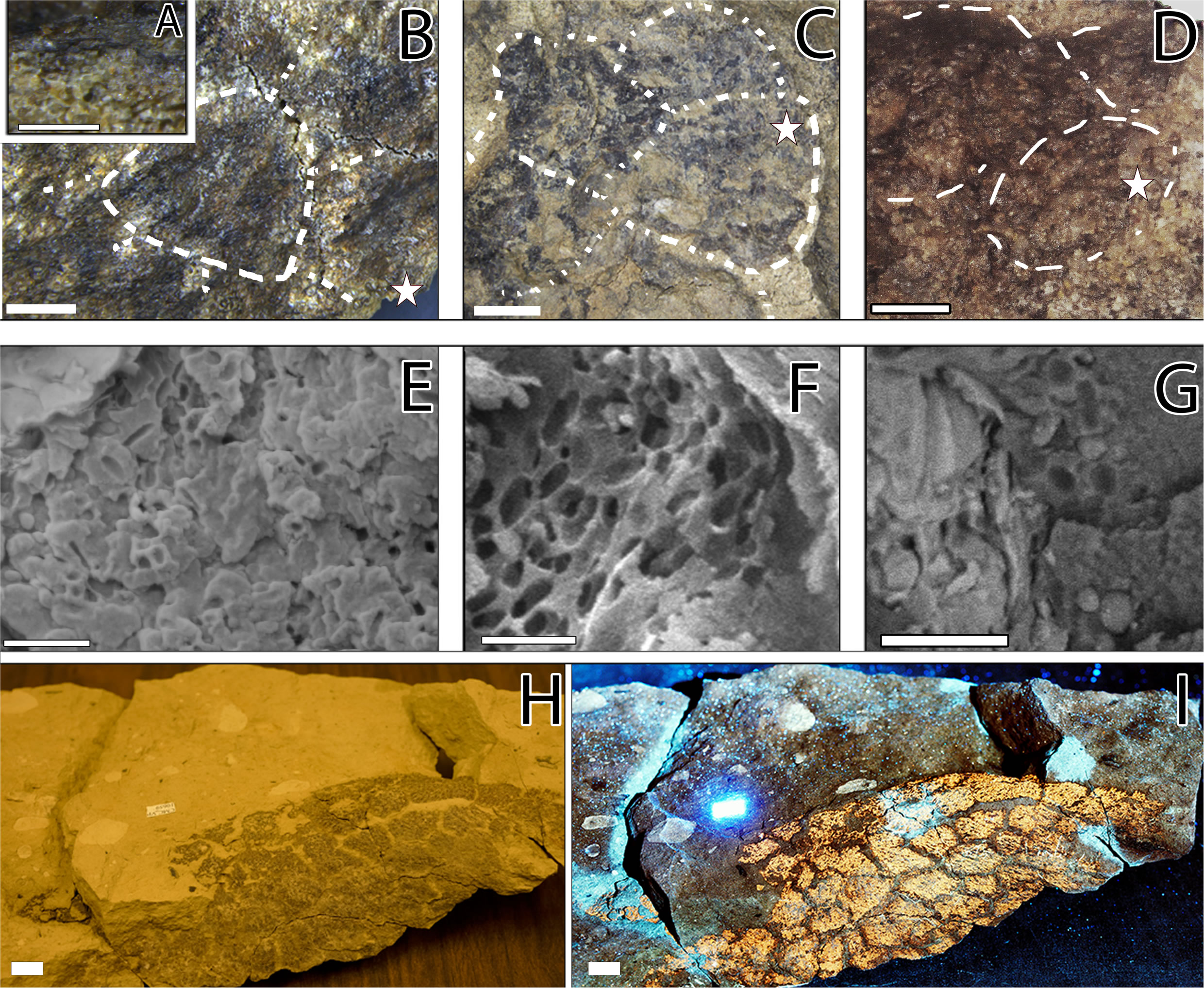 对梁龙鳞片的分析揭示了可能的斑点颜色图案