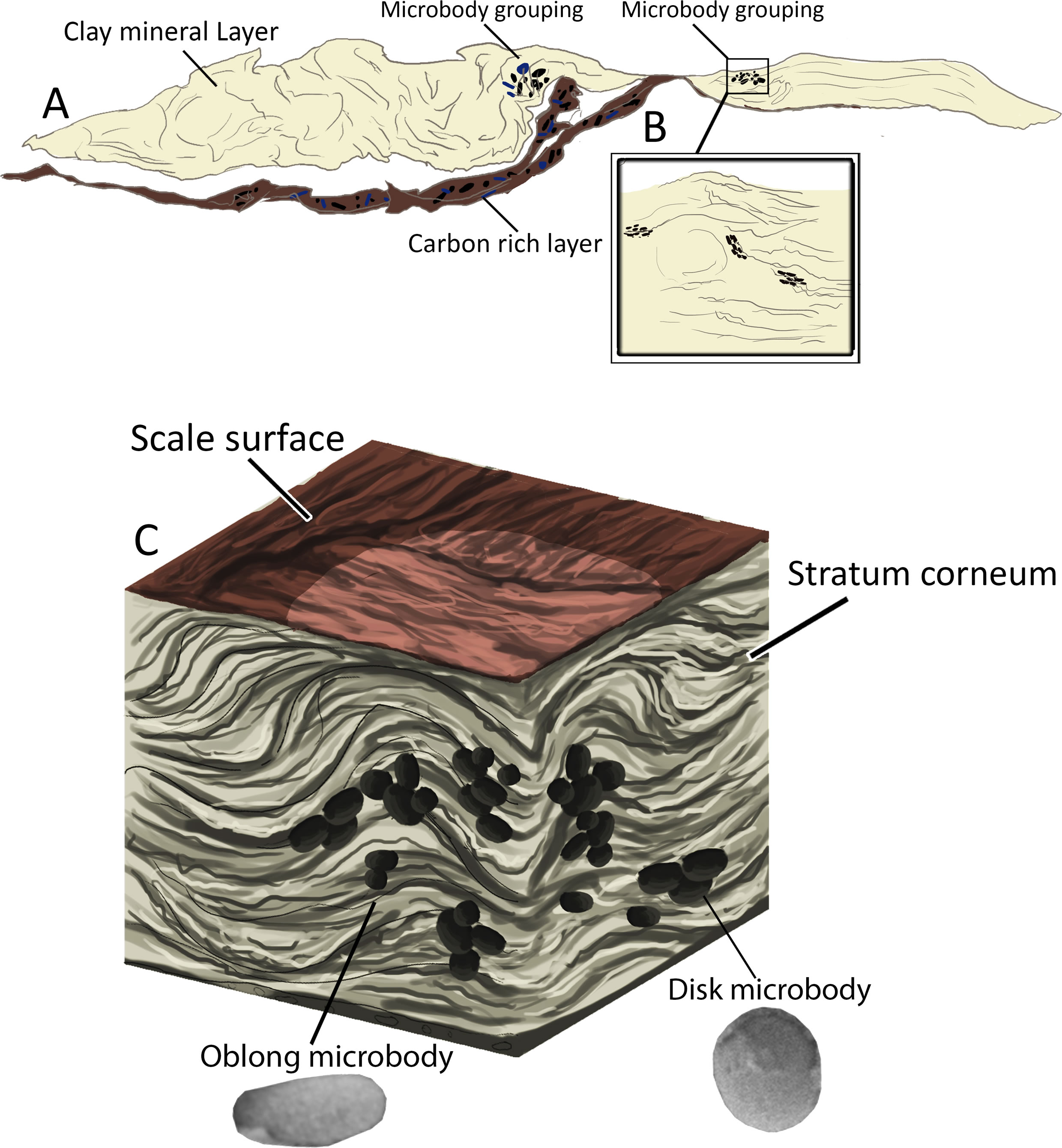 对梁龙鳞片的分析揭示了可能的斑点颜色图案