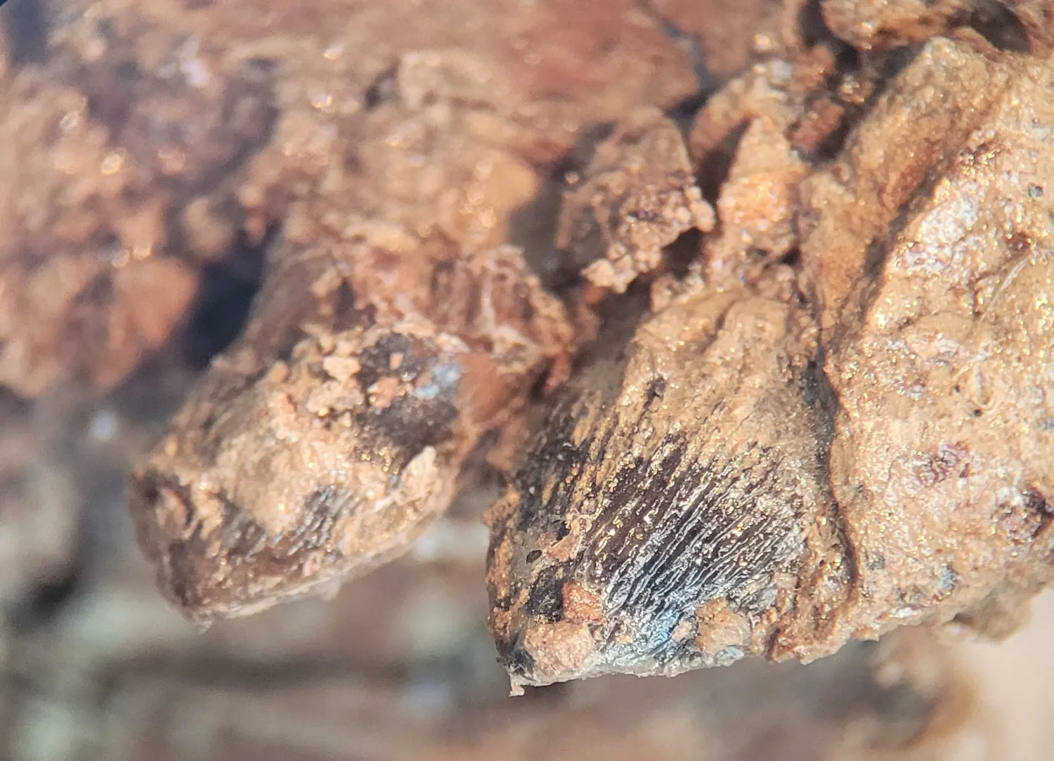 沧龙可能同时威胁到河流和海洋