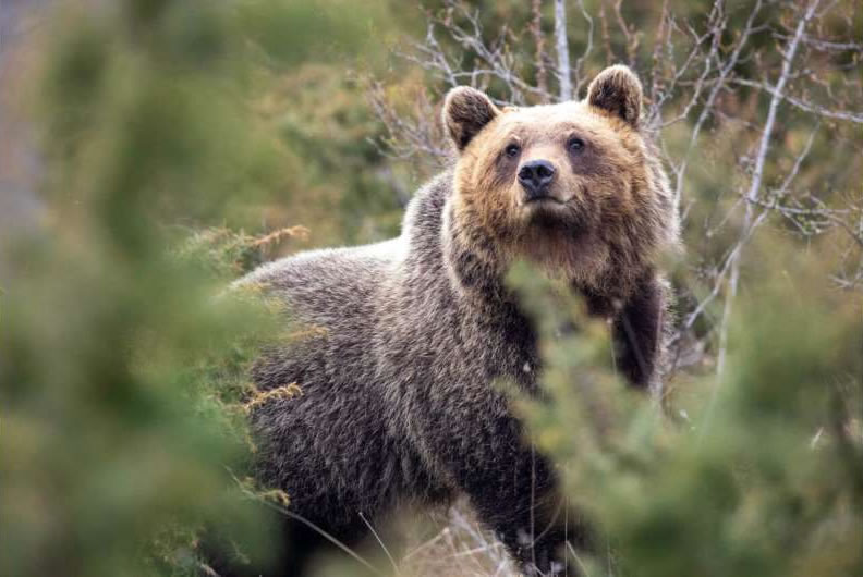 研究发现,生活在村庄附近的意大利熊进化得体型更小、攻击性更小
