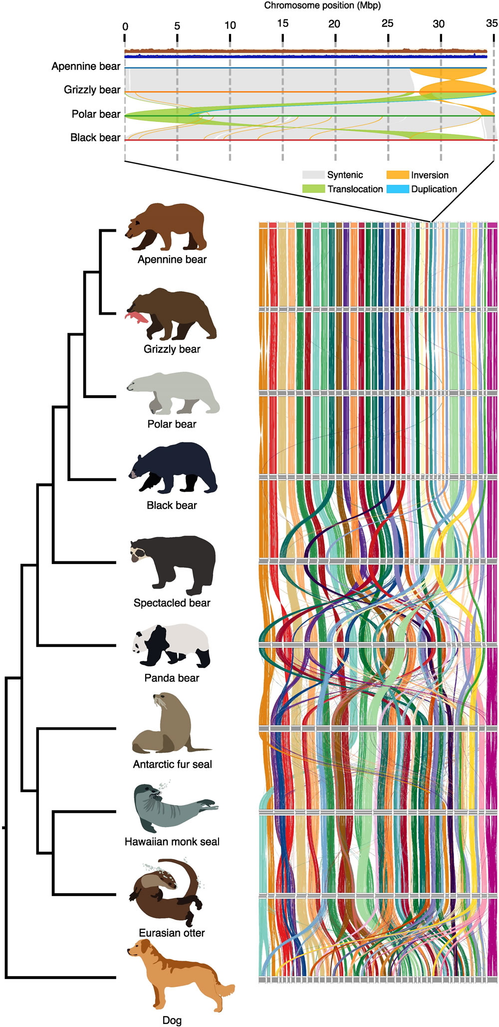 研究发现,生活在村庄附近的意大利熊进化得体型更小、攻击性更小