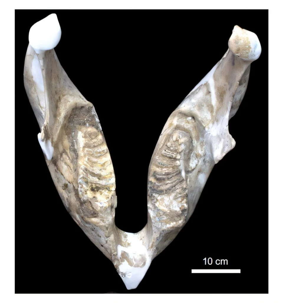 ��ʵ�еġ��������ˡ���������ǰ��ʧ����������֪��ԭ����