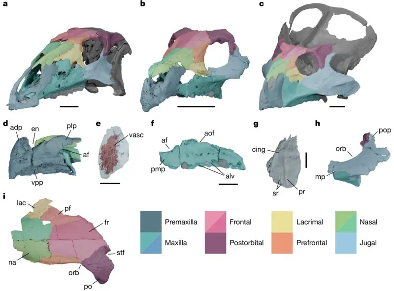 欧洲有角恐龙失踪之谜终于解开