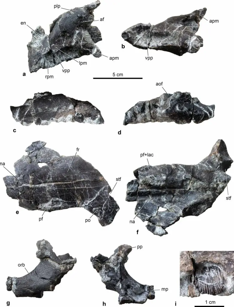 欧洲有角恐龙失踪之谜终于解开