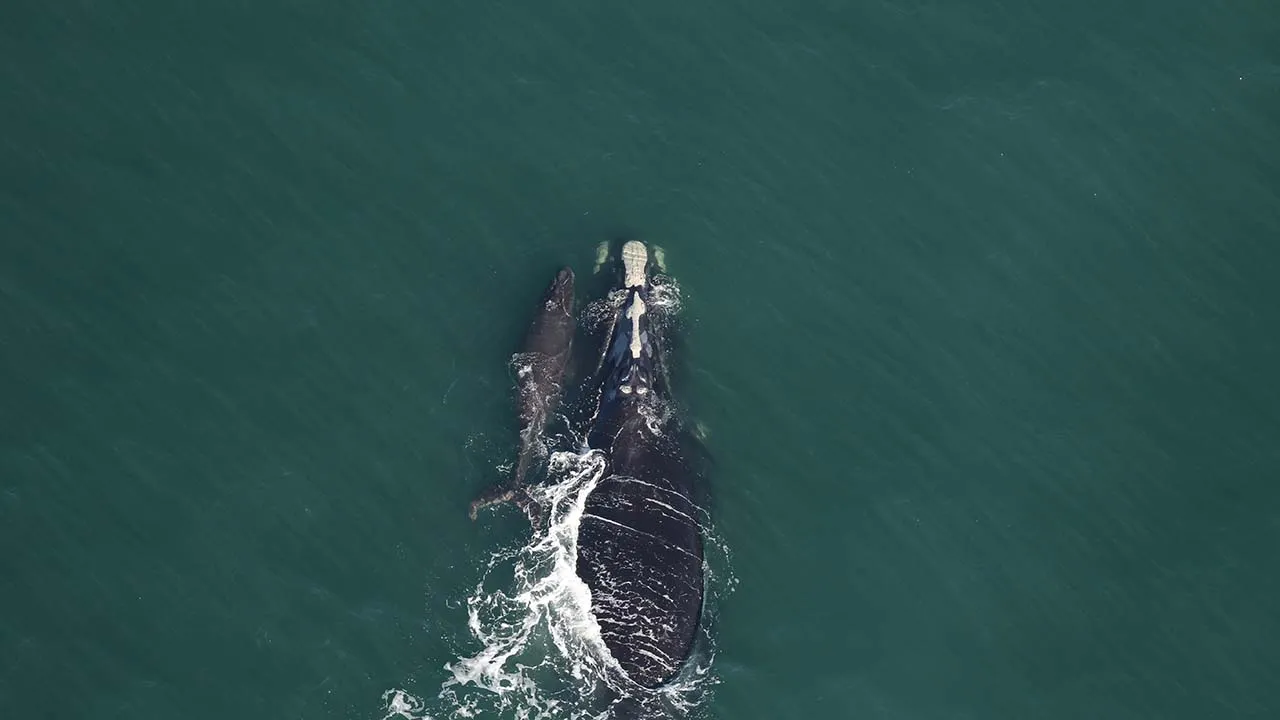 2026�����Щ���ȱ�Σ�ľ�����˵�ǳ���ϣ���Ŀ�ʼ