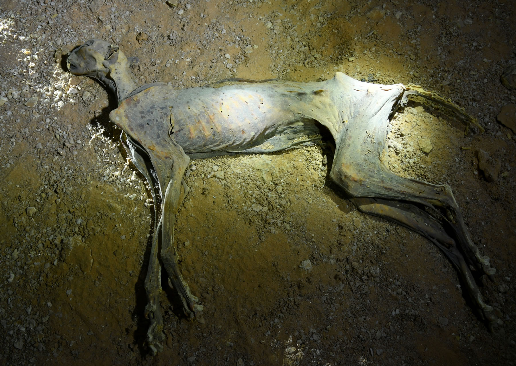 ľ���������Ա��������������ȼ��ȱ�Σ�Ĵ���è�ƶ���