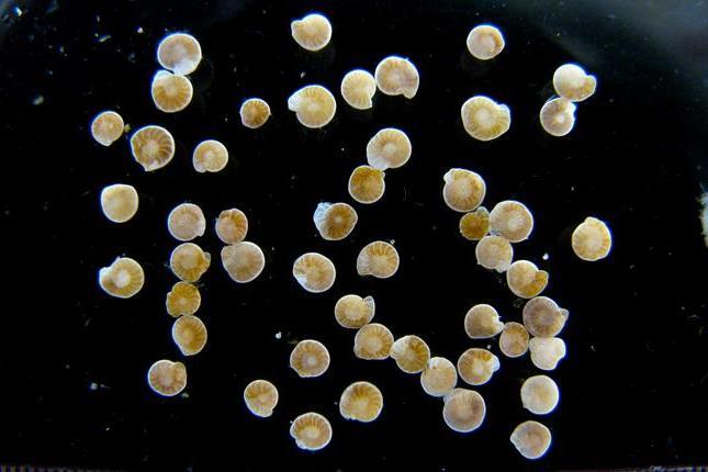 科学家解开了6600万年前地球温室时代如何结束的谜团