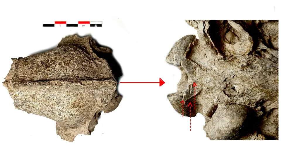 考古研究发现,2500年前的铁器时代保加利亚人在宴会和美食中食用狗肉