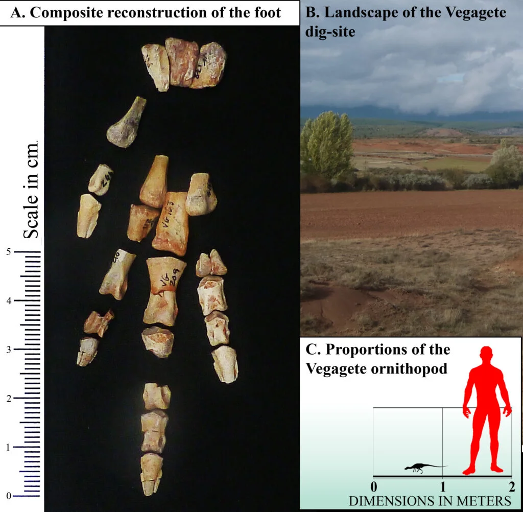 ��ֻ�¿��������ȼ�è�󣬵������ڸ�д��ʷ