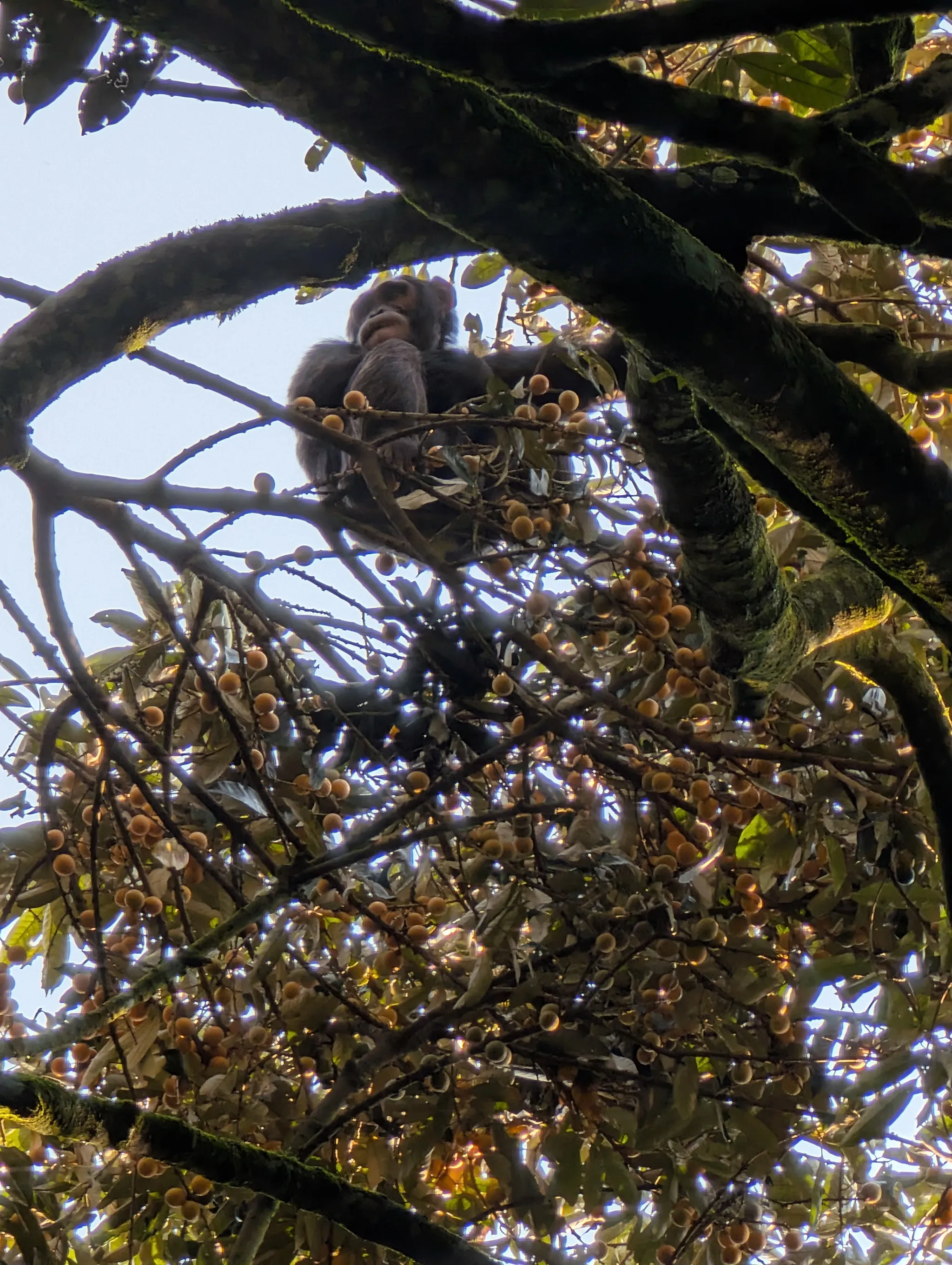 黑猩猩喜欢酒精,它们的尿液就是最好的证明
