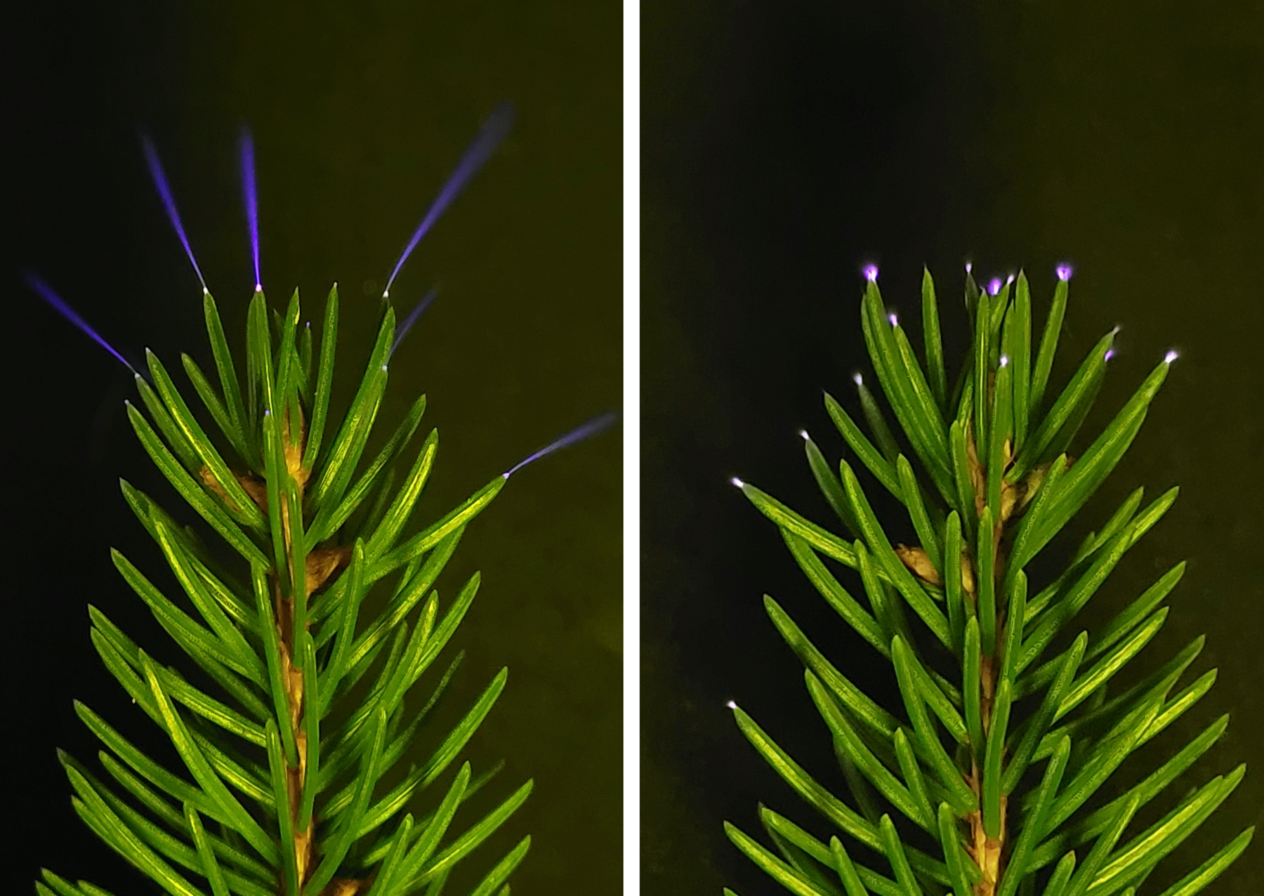 ����ѧ���״��������ķ籩�в�׽һ������Ҷ�����ױ��з�������