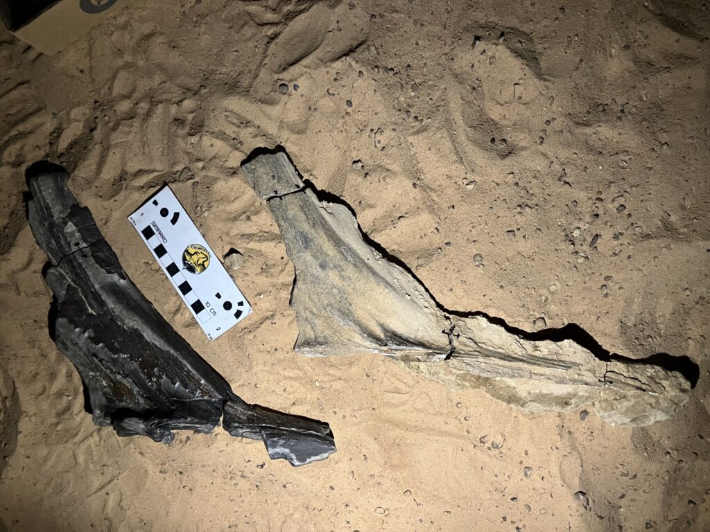 �����·��ֵĵ����ؿ�����һ�����䵶һ�������