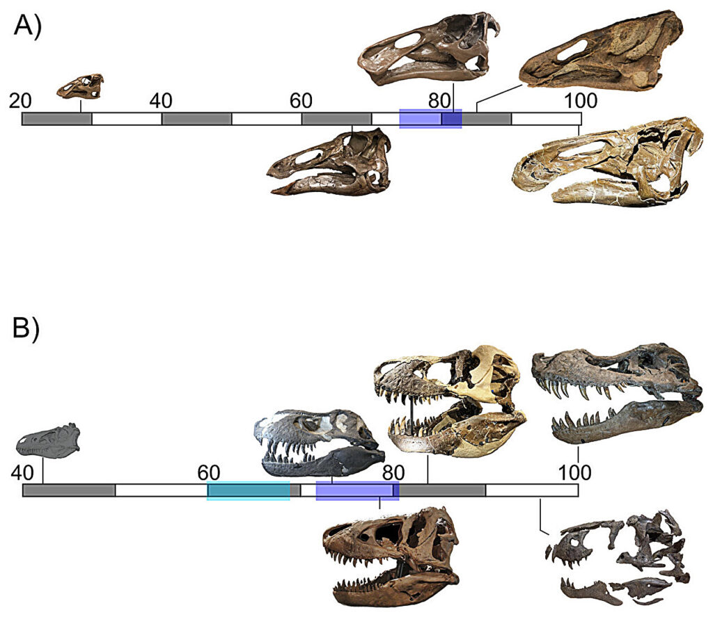 一宗有着6600万年历史的谋杀悬案终于被一颗断牙解开