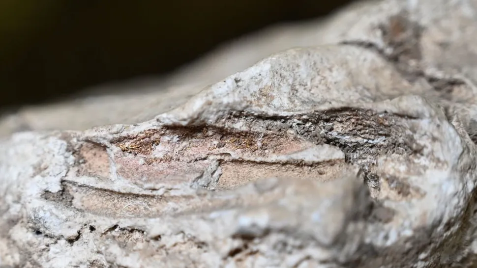 �������۹���Ӥ�������ñ���������Щ������Һ̬ʯ��Ĺ��֤������ʵ�������