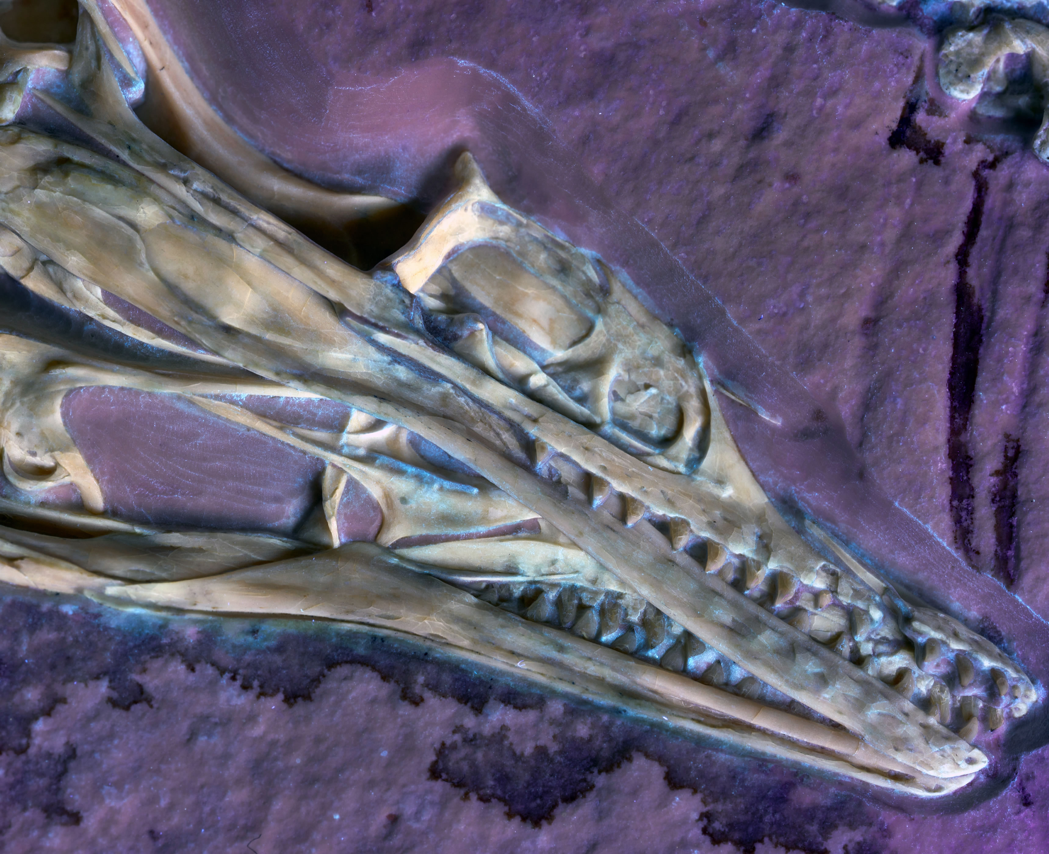 ʼ�����������������ԭʼ����֮һ���µ��о���ʾ��ӵ��һ��������ǰ��δ��������