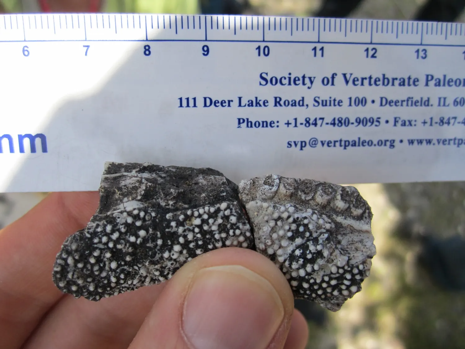 怪异的蝾螈祖先是个进化上的怪胎