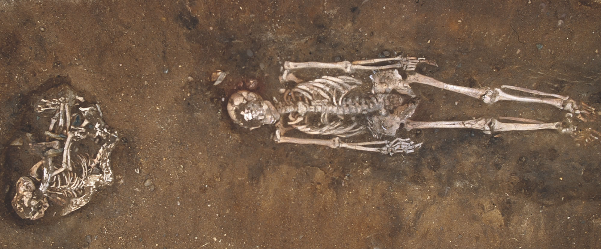 欧洲首批家犬的出现时间比我们此前认为的要早3000多年