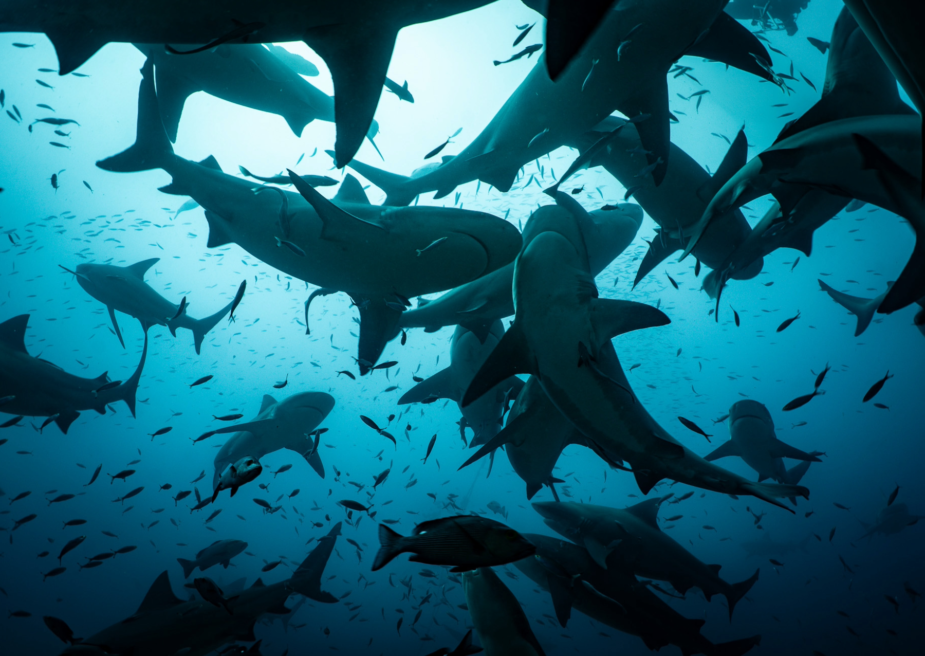 ţ���ύ�����ѡ��������Ҹ�ϲ������ʤ������