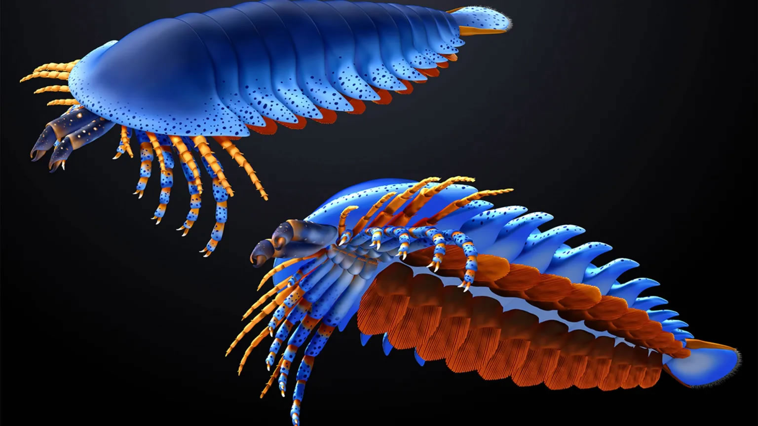 ������ǰ��֩�����ݡ�Megachelicerax cousteaui���ڲ����еĵط�����צ��