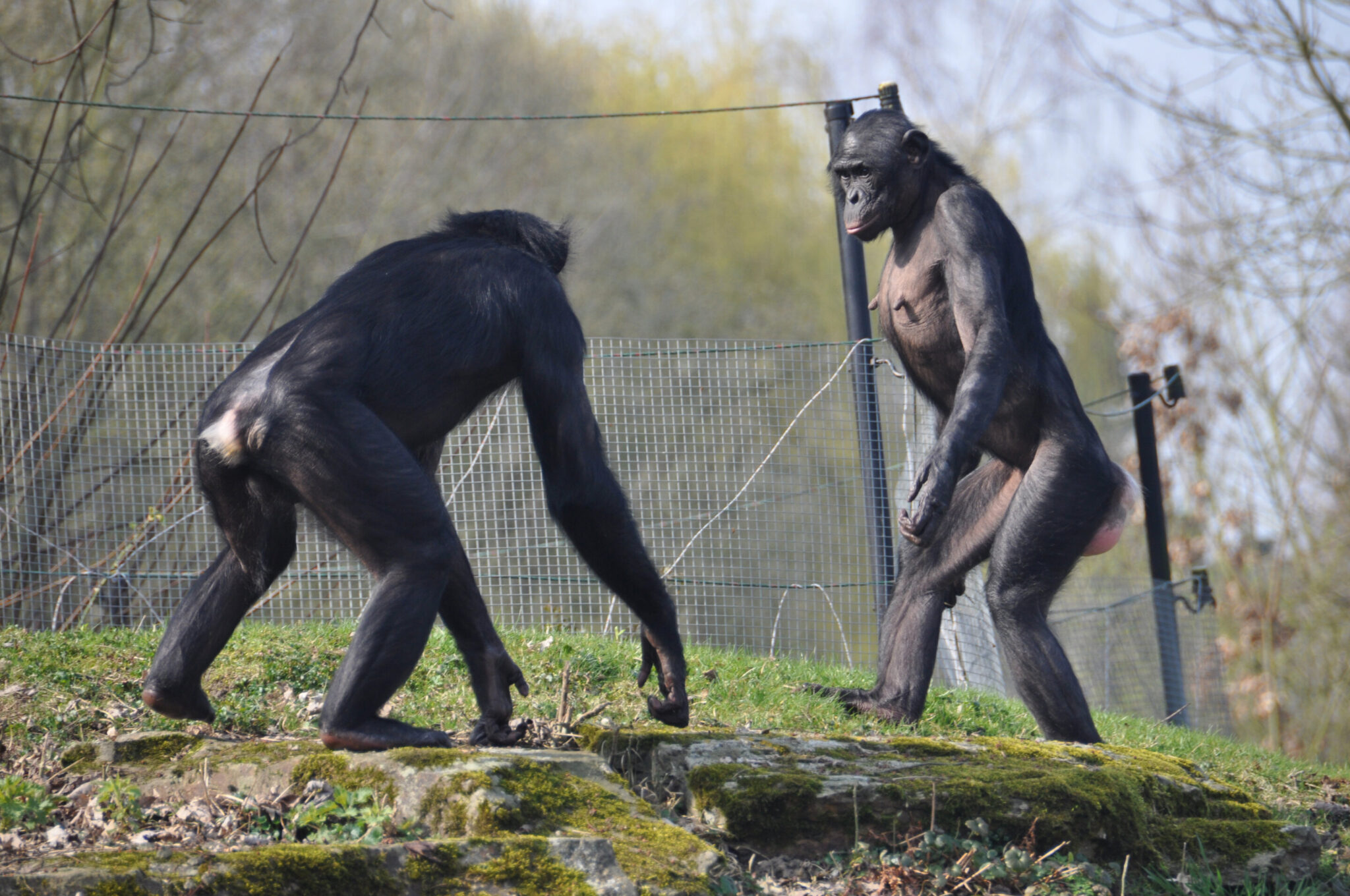 ��ѧ�ҷ�������ֻ��˵�º͵��������ɵĺڰ���