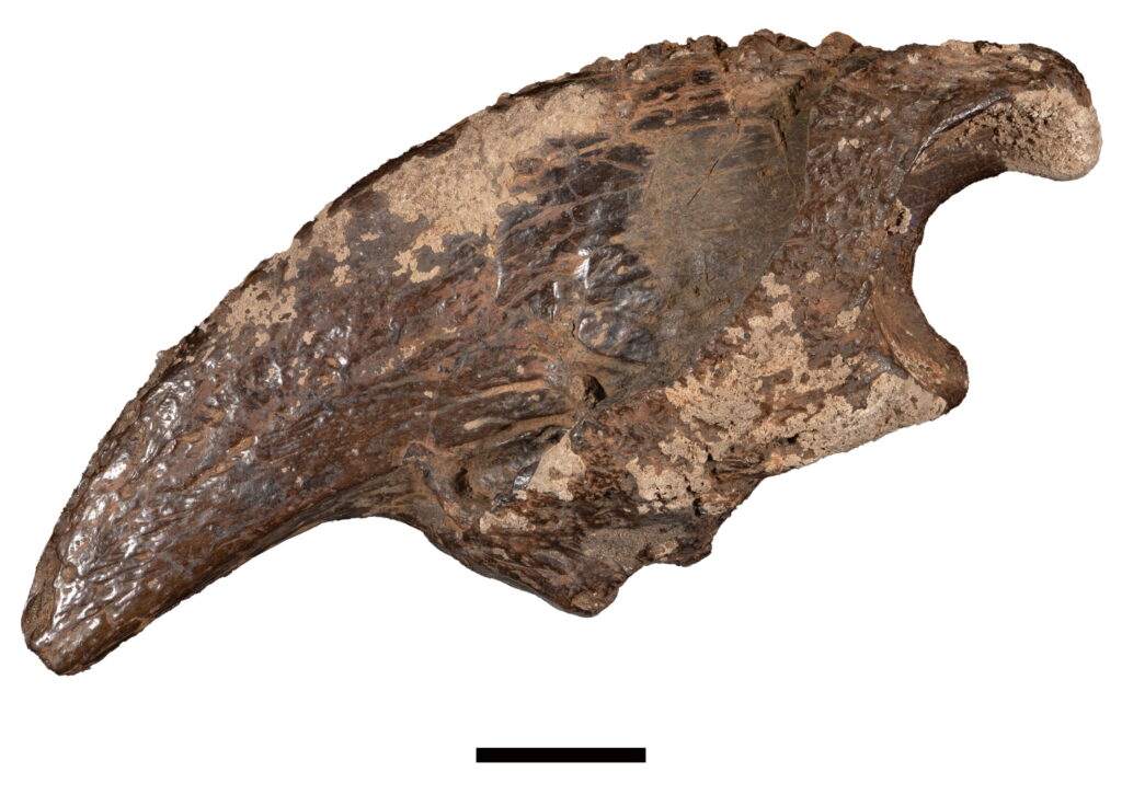 ʨ�Ӵ�С�ľ������������ڹŵ¿���˹ï�ܵ�ɭ�����ε�