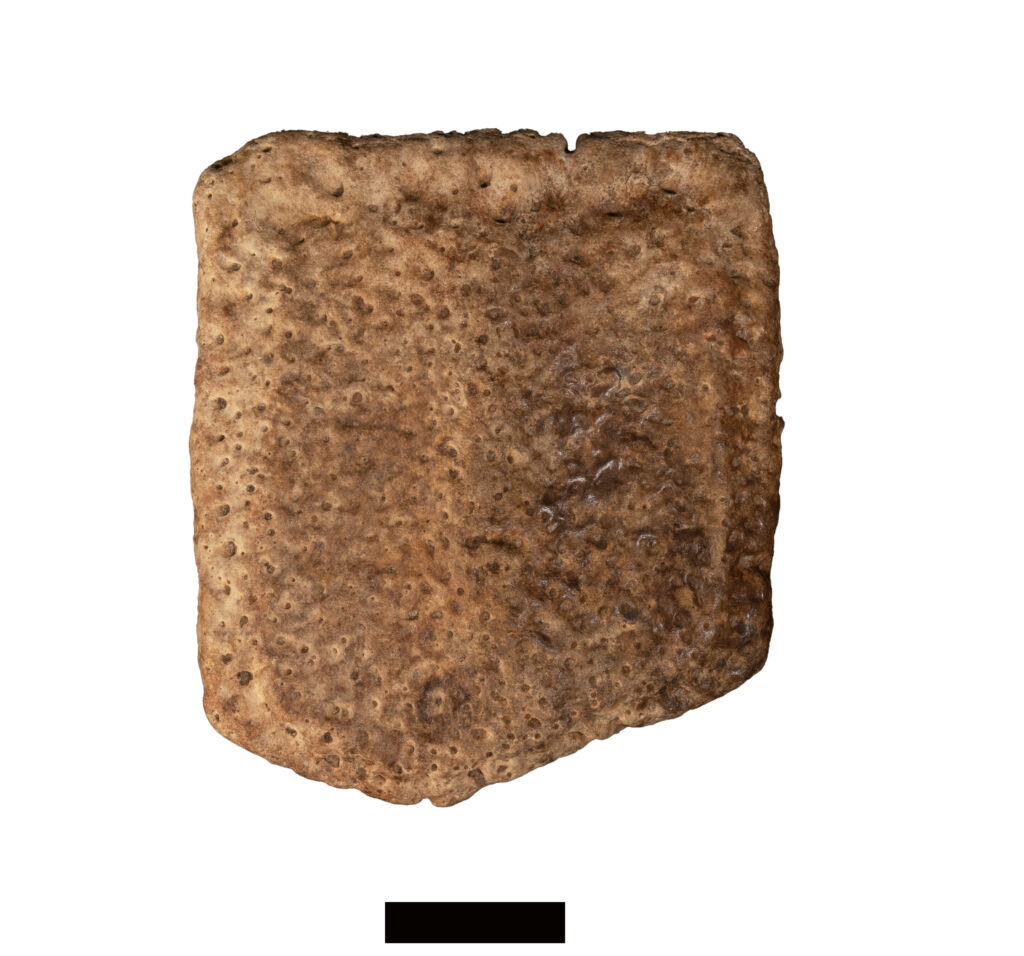 ʨ�Ӵ�С�ľ������������ڹŵ¿���˹ï�ܵ�ɭ�����ε�