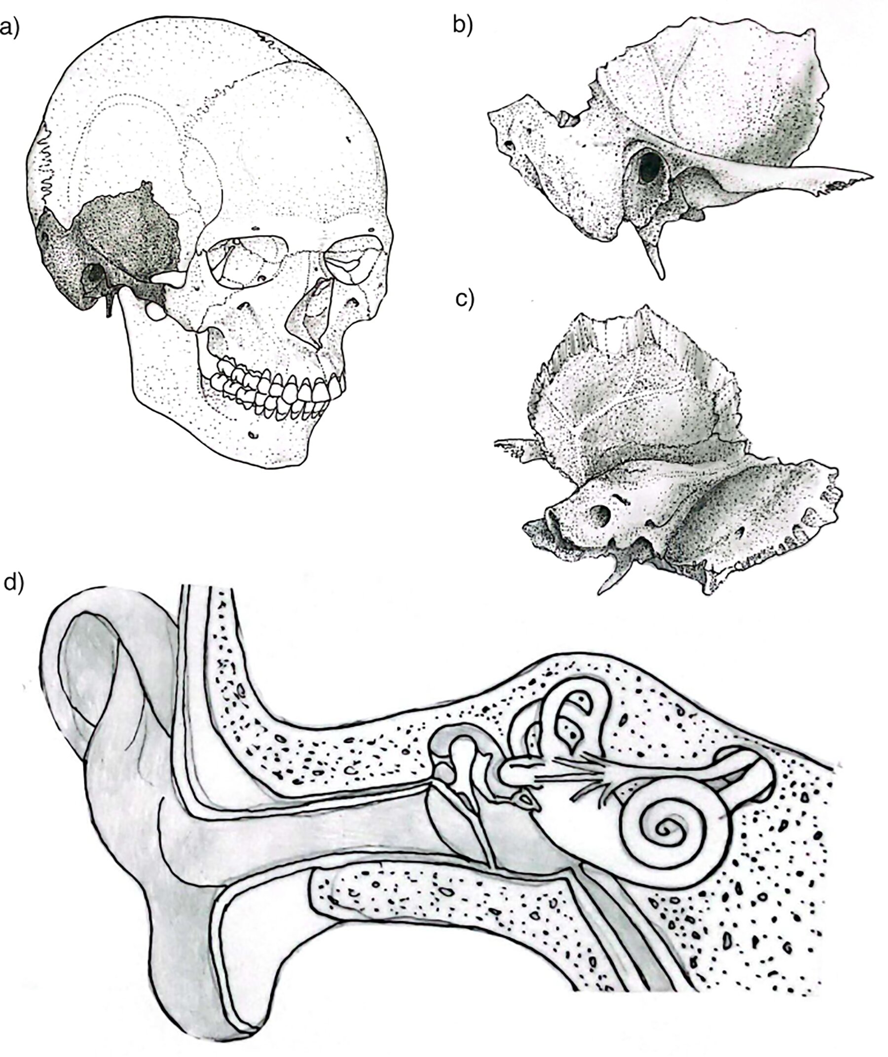 ���ü�����ϲ�ɨ���о��Ŵ������DNA�������ƻ�����