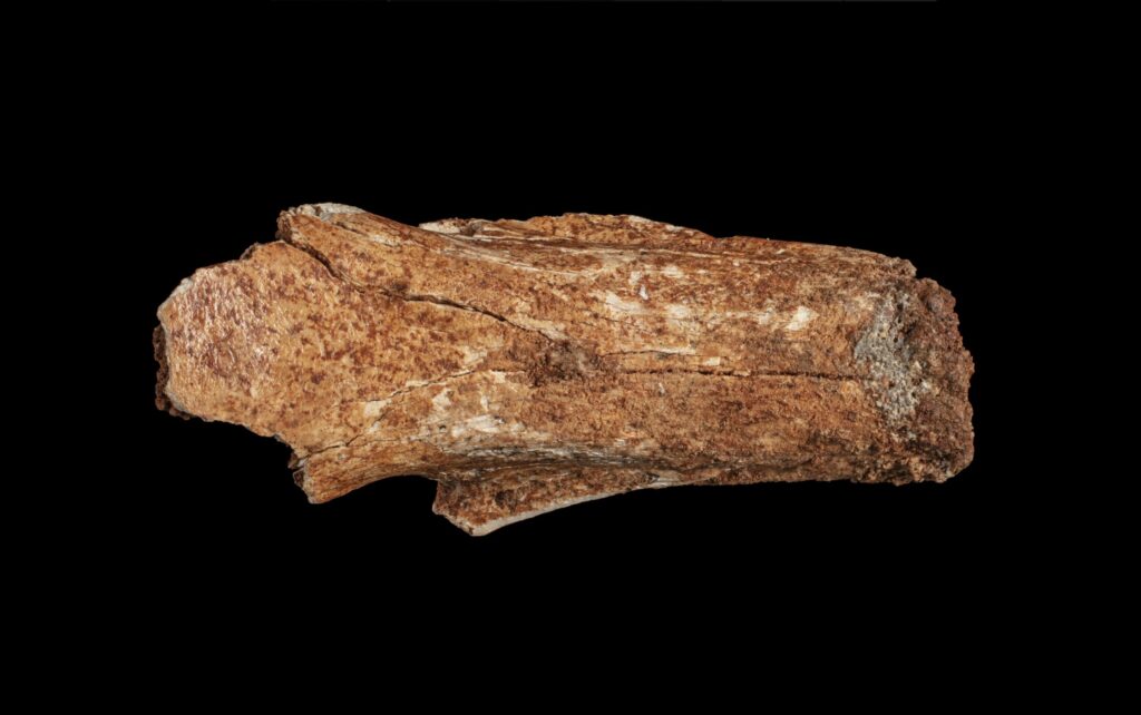 ��ѧ�ҷ�����һֻ��ͳ�ΰĴ����Ǳ���ʱ�����׶���С��������