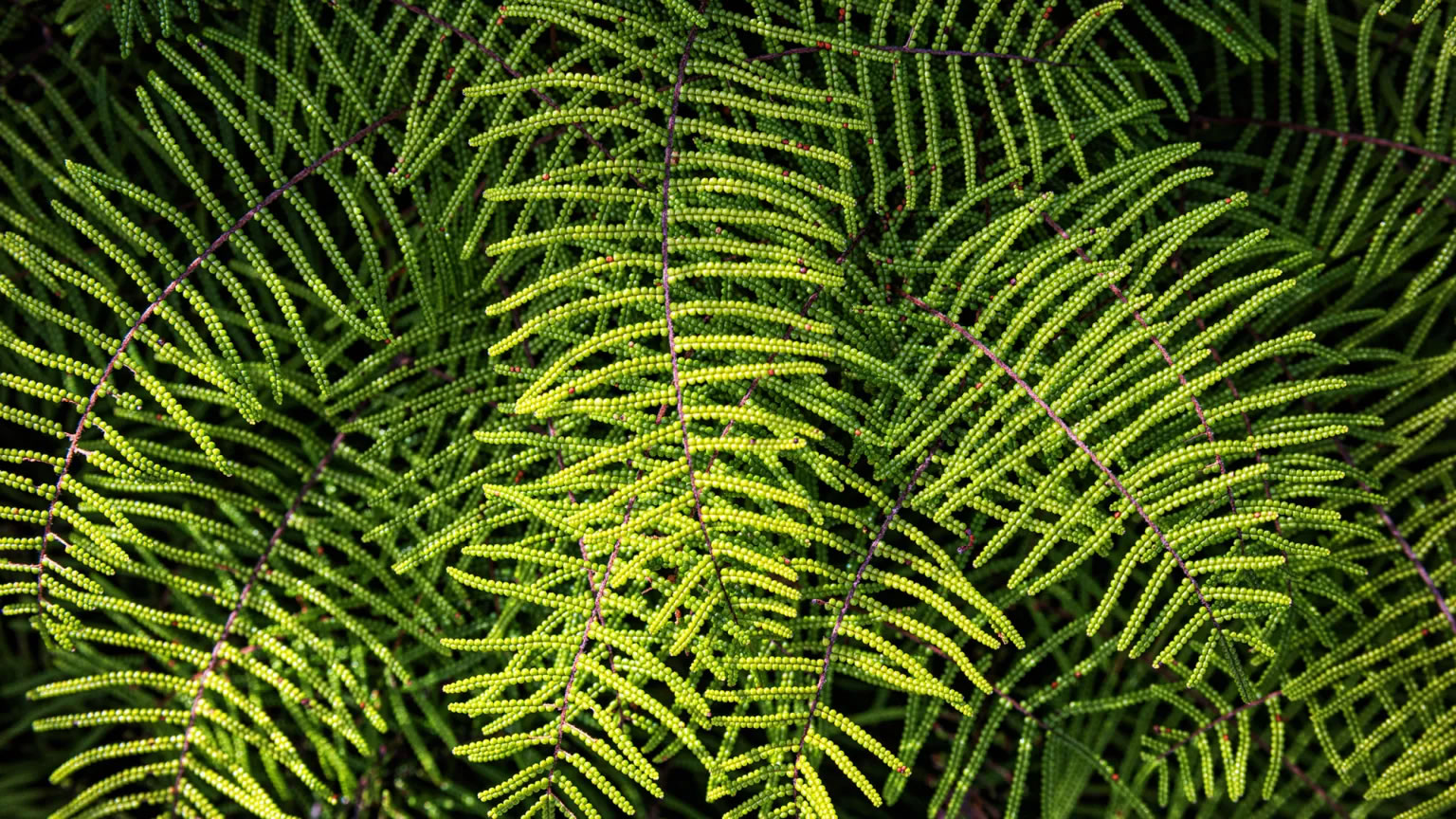 �����ϵ�һ��ֲ����ʲô��