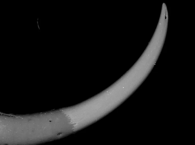 �����ӹ�Ы�ӽ�����ɱ¾