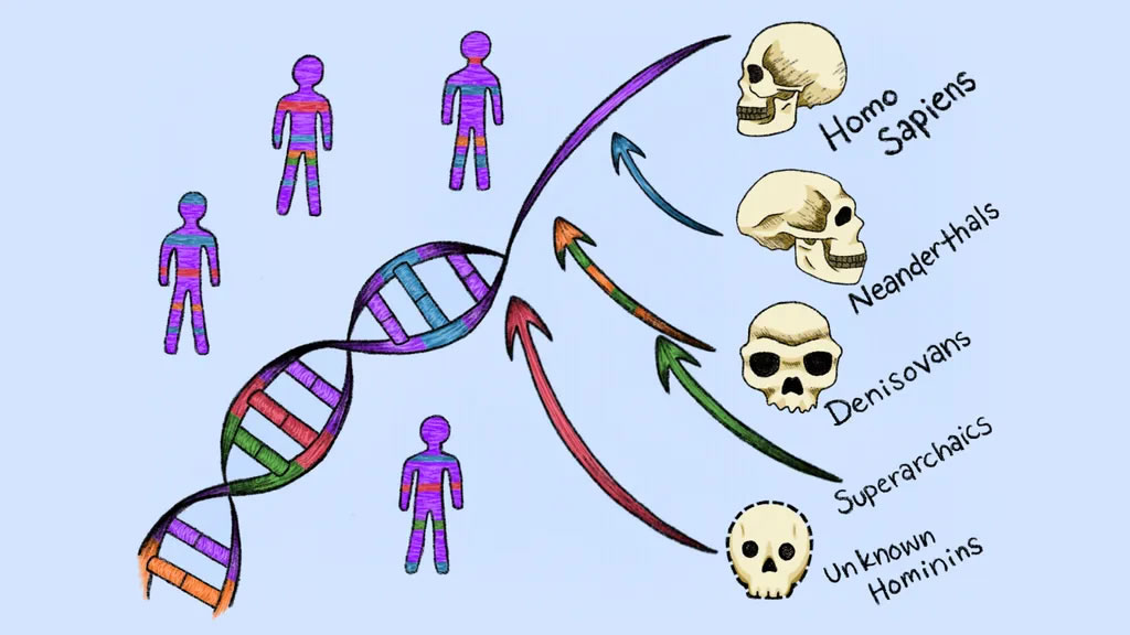 科学家发现了两条新的“幽灵”谱系,这些谱系为现代人类提供了DNA
