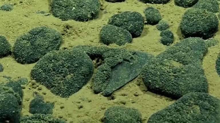 巨大的金属外壳巨齿鲨牙齿散落在深海海底
