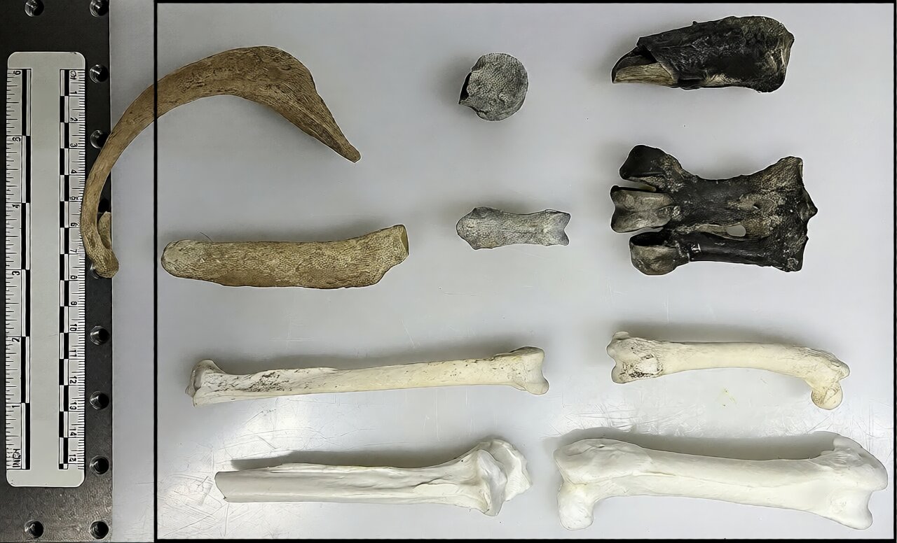 古代企鹅化石为我们提供了了解南极气候变化的新窗口