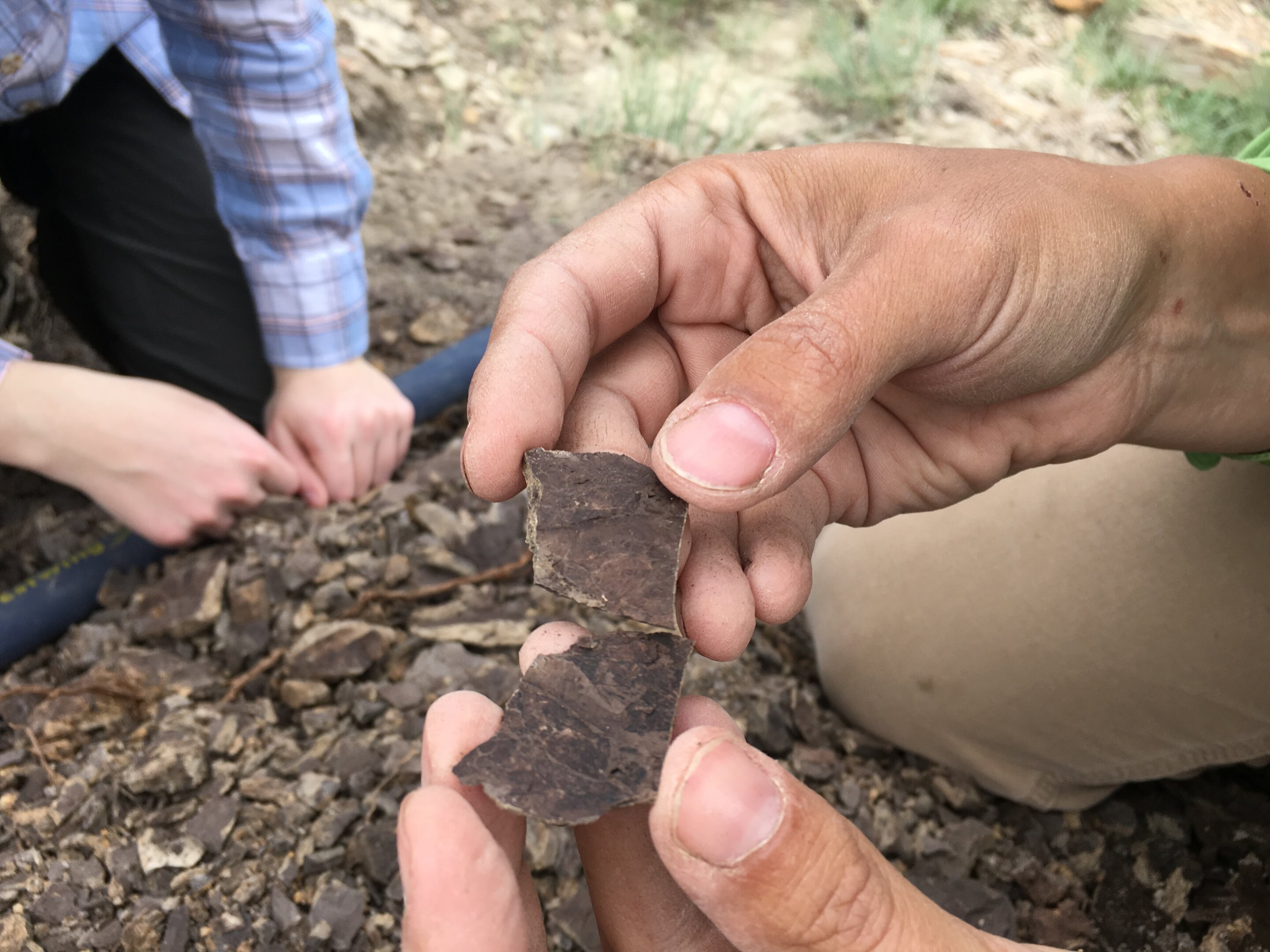 古生物学家重建5600万年前的森林,并与正在变暖的地球进行了令人不寒而栗的对比