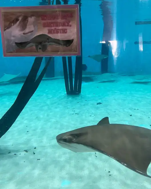 生日快乐!新英格兰水族馆神秘的牛鼻鲼年满27岁