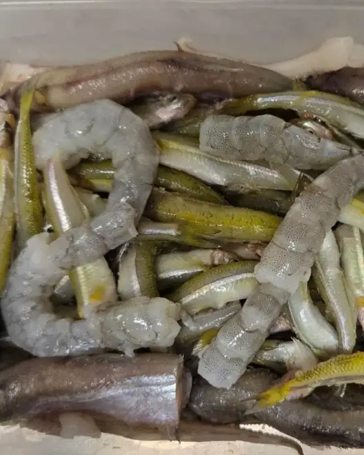 生日快乐!新英格兰水族馆神秘的牛鼻鲼年满27岁
