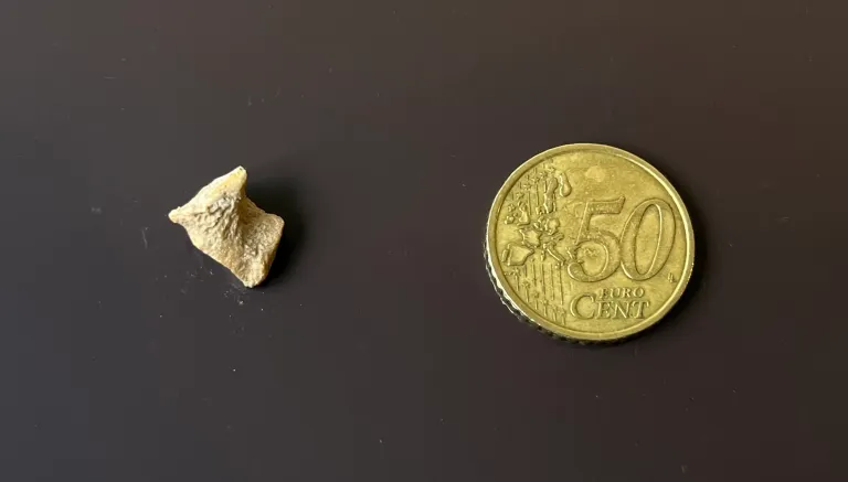 在西伯利亚洞穴中发现的已灭绝冰河时代牛