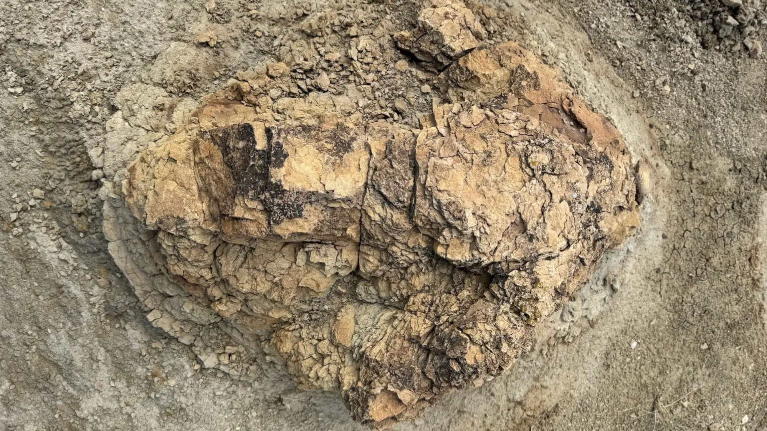 古生物学家发现了第一条成年霸王龙步道