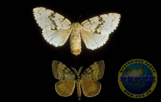 遏制生物入侵的可能办法 - 神秘的地球 科学|自然|地理|探索