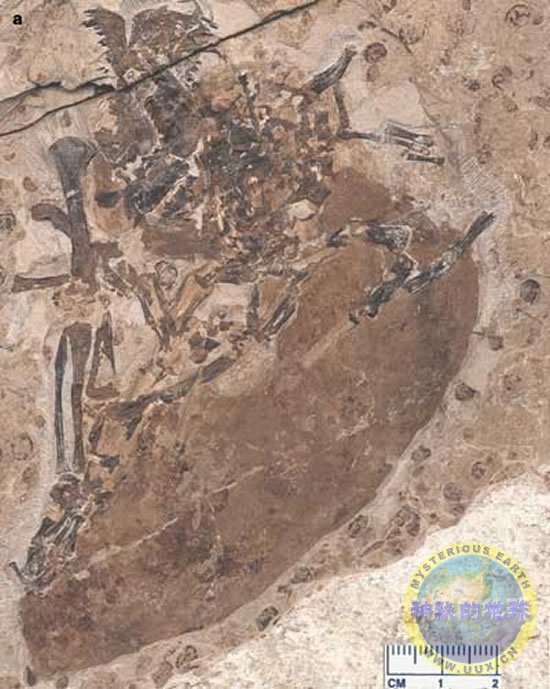 远古翔兽(volaticotherium antiquus)化石远古翔兽(volaticotherium