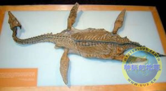 骨骼化石现已成功还原,这具北美洲挖掘出土的蛇颈龙化石历史可追溯至