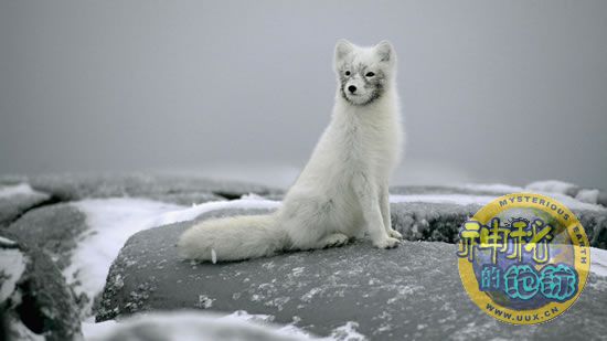 探秘北极狐