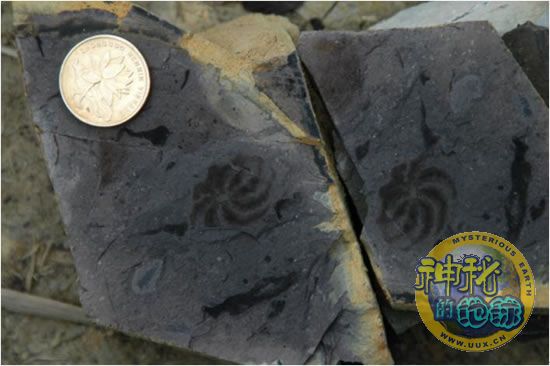 中国和澳大利亚同时发现56亿年前的原始动物八臂仙母虫