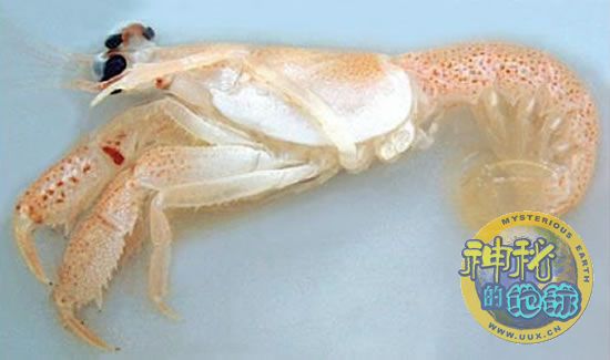 之前,人们认为有10条腿,状似龙虾的史前虾类早在5000万年前就已灭绝了